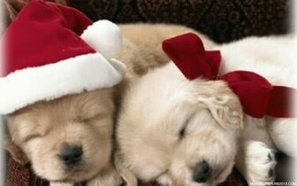 Cute Christmas Puppies HD Wallpaper In Celebrations Imageci