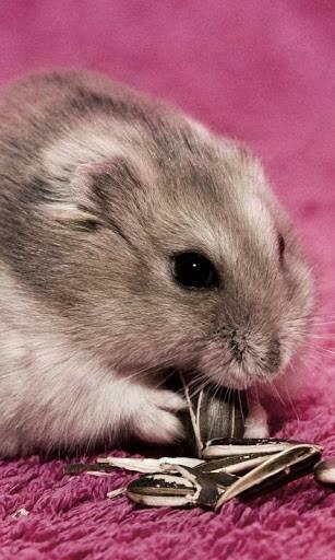 Bigger Sweet Hamsters Live Wallpaper For Android Screenshot