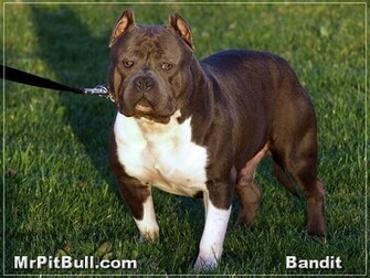 Cantinho Do Cascao Pit Bull