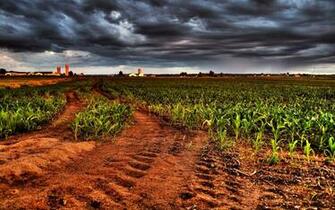 Crops HD Wallpaper