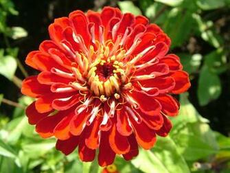 Upsi Flowers Gallery S To Z