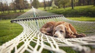 Dog Relaxing Desktop Pc And Mac Wallpaper