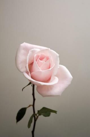 Rose Wallpaper HD Hq