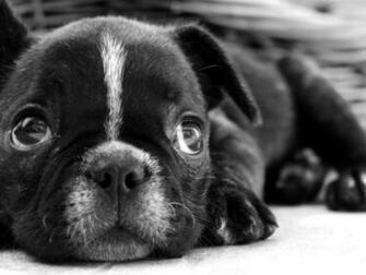 Pug Puppy Wallpaper HD Background Desktop