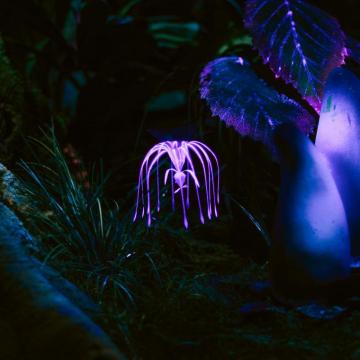 Wallpaper Plant Glow Dark iPad Air
