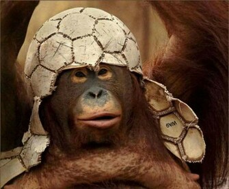 Wallpaper Background Funny Monkey Pictures Baby
