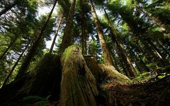 Mossy Tree Trunk Wallpaper Nature