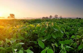 Wallpaper Field Fog Dawn Morning Plantation Soy Soybean