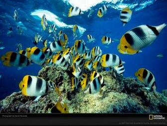 HD National Geographic Magazine Wallpaper