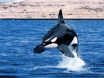 Killer Whales Wallpaper Image Amp Pictures Becuo