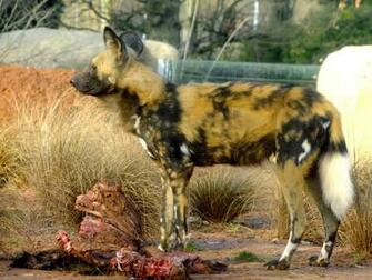 Wildlife Of The World African Wild Dog Wallpaper