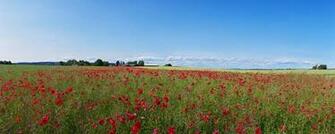 Pleasant Dual Screen Nature And Spring Wallpaper Multy Shades