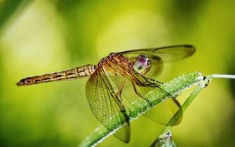 Wallpaper Dragonfly