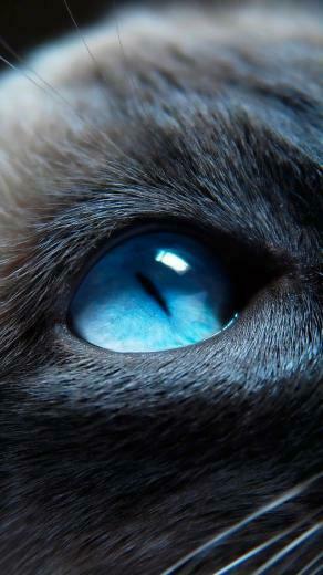 Gato Gatito Siam S Ojos Azules Hocico Hermoso Primer Plano