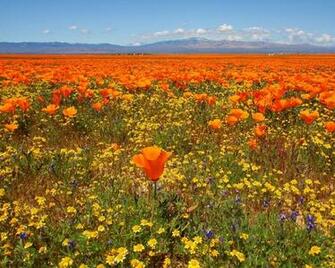 California Poppies Deedeeflower Wallpaper