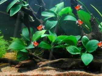 Cartoon Fish Tank Background Gold Animated Wallpaper
