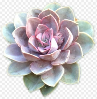 Section Succulents Cutout2 Purple Blue Succulent Transparent Png
