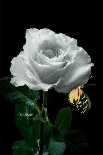 Rohani On Flowers White Roses Background Beautiful