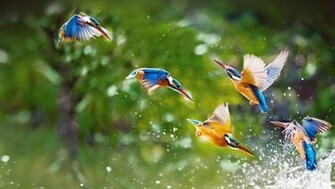 Kingfisher Wallpaper HD Early