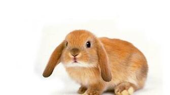 Bunny Computer Wallpaper Desktop Background Id
