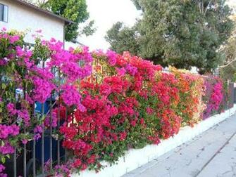 Bougainvillea White Wallpaper Background Px HD