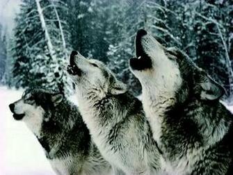 Howling Wolf Wallpaper