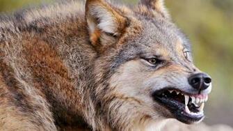 4k Wolf Wallpaper