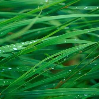 Green Blades Of Grass HD Wallpaper For iPad Mini