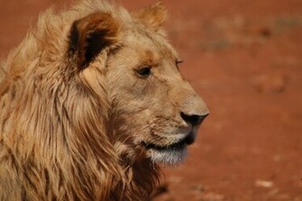 Lion Face Image Wallpaper HD Background