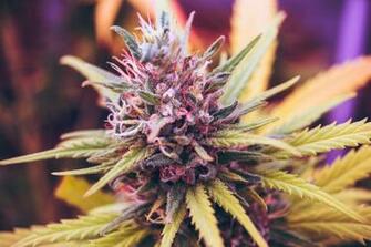 Cannabis Pictures Image