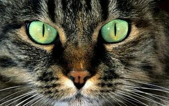 Animal Wallpaper For Desktop Computer Background
