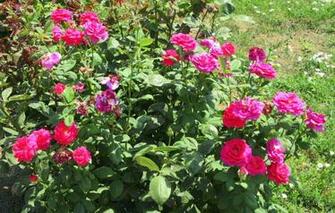 Wallpaper Bush Roses Meduzanol Summer Image For Desktop