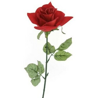 Rose Wallpaper Red Roses Pictures Of