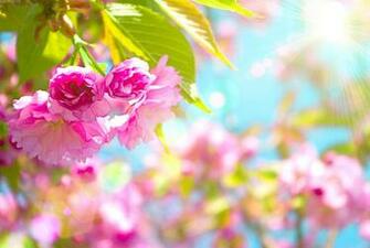 Springtime Desktop Wallpaper
