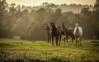 Wild Horses Wallpaper