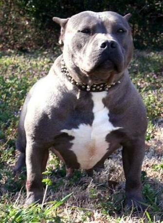 Blue Pitbulls