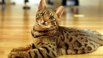 Bengal Cat High Resolution For Pc Computers