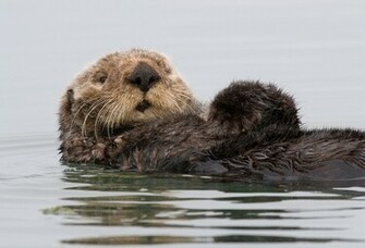 Wallpaper California Usa Sea Otter Water Desktop