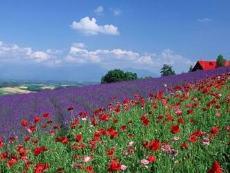 Lavender Poppy Field Desktop Pc And Mac Wallpaper