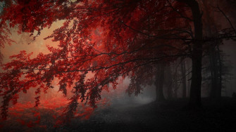 Red And Black Aesthetic Wallpaper