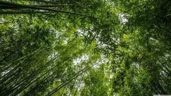 Bamboo 4k HD Desktop Wallpaper For Ultra Tv Wide