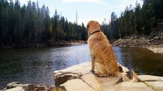 Golden Retriever At Lake Knoll Wallpaper