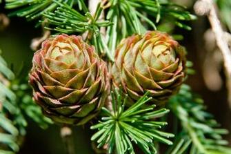 Conifer Cones Wallpaper X