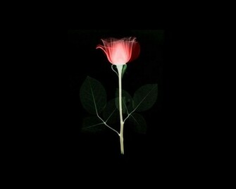 Black And White Wallpaper Artistic Red Rose On Background