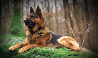Depth Of Field Dog Animal German Shepherd HD Wallpaper