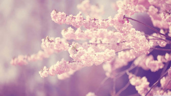 Pink Cherry Blossom Wallpaper