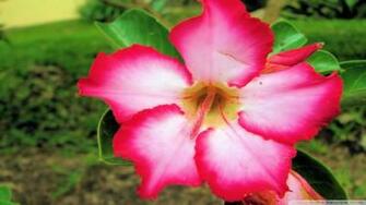 Pink Amp White Flower Wallpaper HD