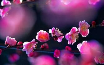 Flower Pc Wallpaper Top Background