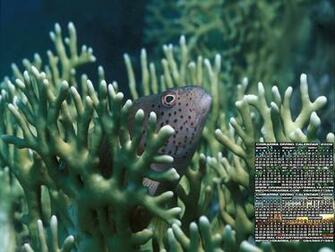 Wallpaper S Amazing Scuba Diving Hi Res With