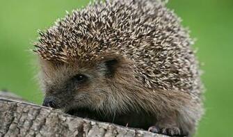 Hedgehog Wallpaper Desktop Background Unique HD